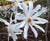 Royal Star Magnolia Tree