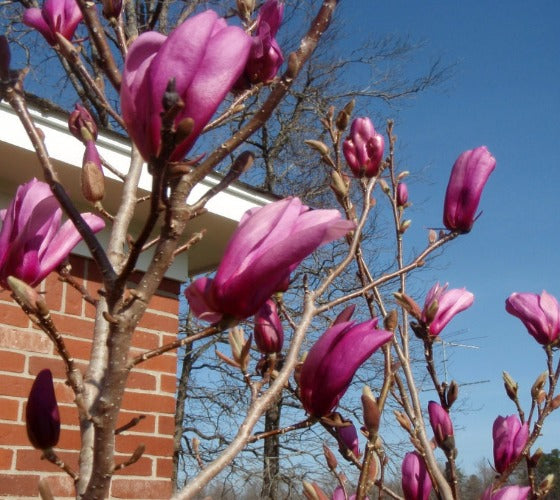 Magnolia 'Jane' – Mile Tree Lawn & Garden