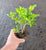 Starter Plant ( 5 m )