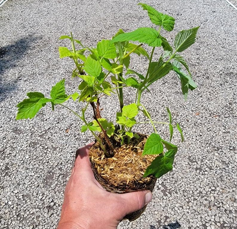 Coho Red Raspberry ( Rubus ) | New Life Nursery