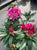 Holden Red Rhododendron