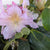 Holdens Peach Rhododendron
