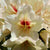 Holdens Solar Flair Rhododendron