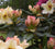 Holdens Solar Flair Rhododendron