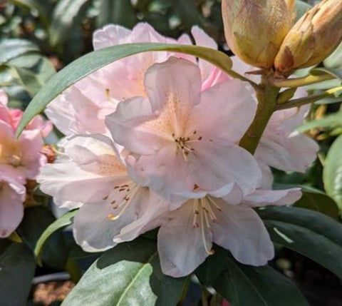 Holdens Peach Rhododendron