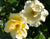 Easy Bee-zy™ Knock Out® Rose
