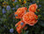 Mango Veranda® Shrub Rose