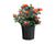 Mango Veranda® Shrub Rose