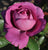 Sunbelt® Plum Perfect™ Shrub Rose