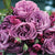 Sunbelt® Plum Perfect™ Shrub Rose