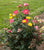 Sunset Horizon™ Shrub Rose