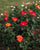 Sunset Horizon™ Shrub Rose