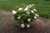 Veranda® White Shrub Rose