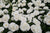 Veranda® White Shrub Rose