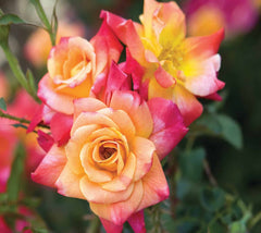 Josephs Coat Climbing Rose