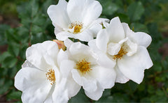 White Knock Out® Rose