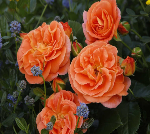 Mango Veranda® Shrub Rose