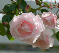 New Dawn Climbing Rose
