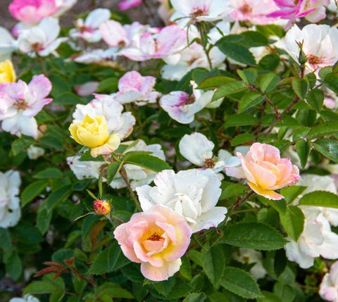 Bloomin' Easy Peach Lemonade® Rose