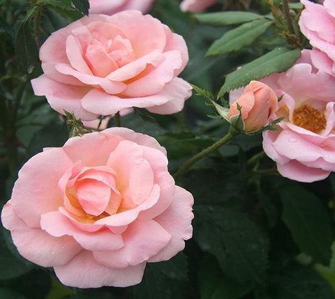Peachy Knock Out® Rose
