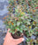 Starter Plant ( 7m )