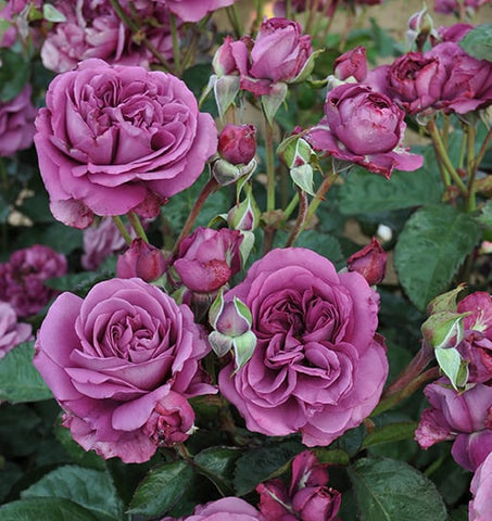 Sunbelt® Plum Perfect™ Shrub Rose