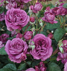 Sunbelt® Plum Perfect™ Shrub Rose