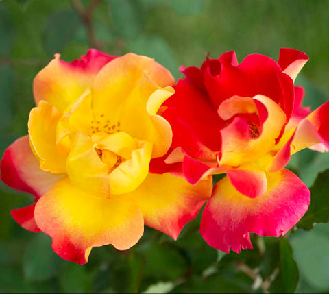 Sunset Horizon™ Shrub Rose