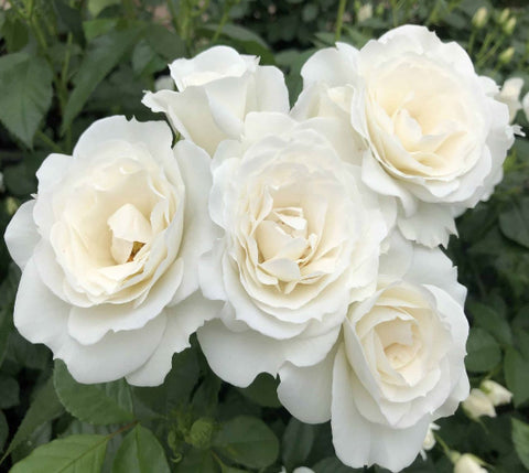 Veranda® White Shrub Rose