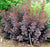 Velveteeny™ Dwarf Purple Smokebush ( cotinus )
