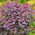Velveteeny™ Dwarf Purple Smokebush ( cotinus )