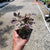 Quart Pot