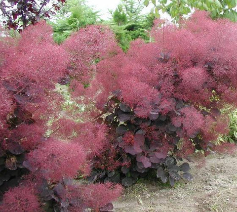 Velveteeny™ Dwarf Purple Smokebush ( cotinus )