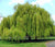 Weeping Willow Tree