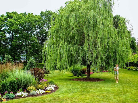 Weeping Willow Tree