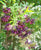 Evergreen Wisteria Vine ( Callerya Reticulata )