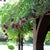 Evergreen Wisteria Vine ( Callerya Reticulata )