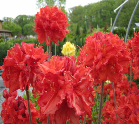 Kings Red Deciduous Azalea