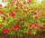 Red Formosa Azalea