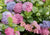 L.A. Dreamin TM Mophead Hydrangea