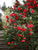 April Tryst Red Camellia Japonica ( Zone 6 )