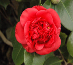 April Tryst Red Camellia Japonica ( Zone 6 )
