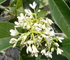 Fragrant Tea Olive (osmanthus)