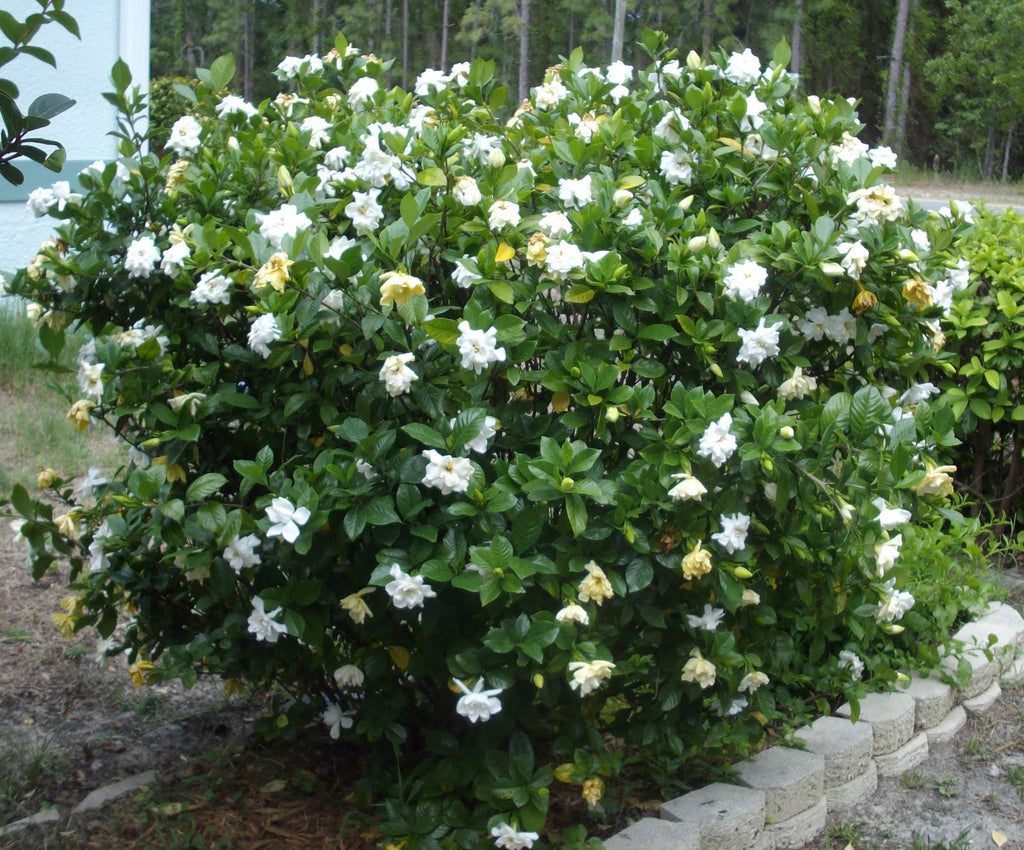 August best sale beauty gardenia