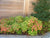 Firepower Heavenly Bamboo  " nandina domestica firepower "