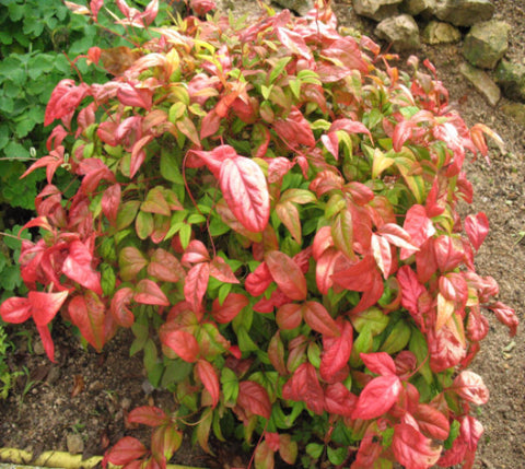 Firepower Nandina Heavenly Bamboo