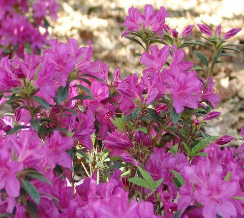 Autumn Royalty™ Encore® Azalea