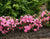 Double Pink Bloom-A-Thon® Reblooming Azalea