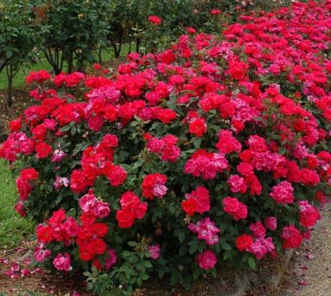 Red Double Knockout® Rose