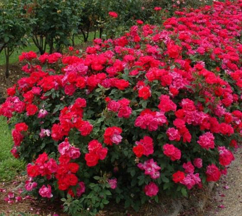 Red Double Knockout® Rose